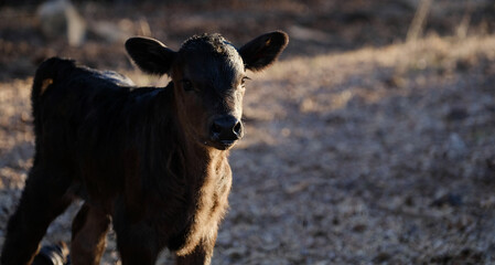 Black calf on beef cow farm during winter for portrait close up, copy space on blurred background.