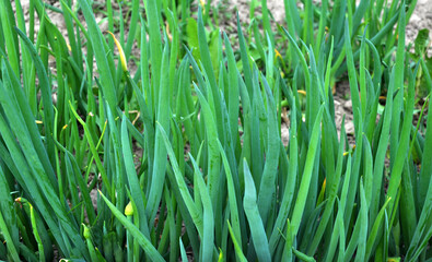 Spring in the garden grows young green onions