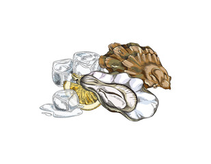 Opened seashell with oyster, ice cubes and lemon slice - sketch vector illustration isolated on white background.