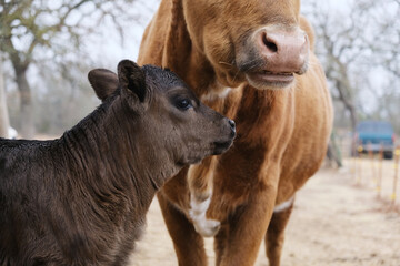 Longhorn calf with cow chewing cud on farm close up. - obrazy, fototapety, plakaty