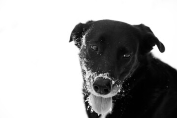 Happy black pet dog with snow on face closeup during winter.