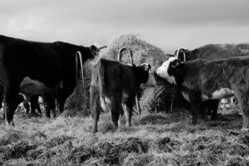 Hereford cattle eating round bale of hay on farm, group of beef cows.