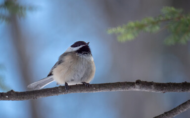 Portait of a black-capped chickadee