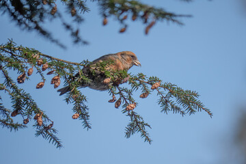 Two-barred crossbill perched in a fir tree