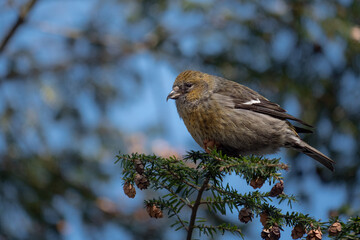 Two-barred crossbill perched in a fir tree