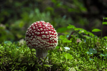Some of these mushrooms, which grow in various colors, are poisonous.