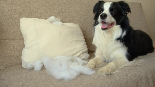 Naughty playful puppy dog border collie after mischief biting pillow lying on couch at home. Guilty dog and destroyed living room. Damage messy home and puppy with funny guilty look