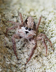 A Closeup Focus Stacked Image of a Tan Jumping Spider Sitting in the Motar Between the Bricks