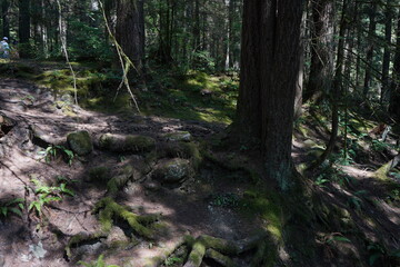 リンバレー　ノースバンクーバー　森　森林浴　ハイキング　カナダ　夏休み　トレッキング　渓谷