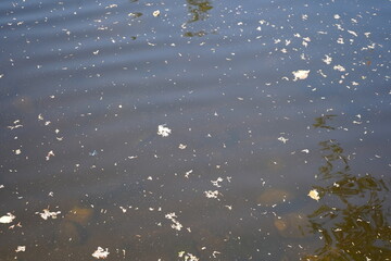 ライス湖　ライスレイク　ノースバンクーバー　観光　湖　Lynn Canyon Park　リンキャニオンパーク　カナダ　バンクーバー