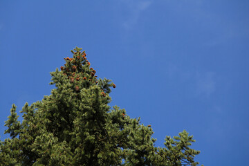 pine tree against blue sky