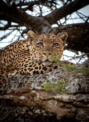 portrait of a leopard