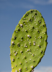 Pad of prickly pear Opuntia maxima infected by Mexican cochineal Dactilopyus opuntiae. Las Tricias. Garafia. La Palma. Canary Islands. Spain. © Víctor