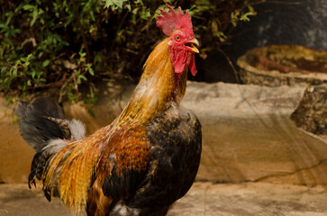 Rooster Gallus domesticus crowing in Las Tricias. Garafia. La Palma. Canary Islands. Spain.