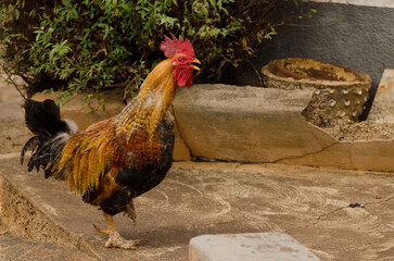 Rooster Gallus domesticus crowing in Las Tricias. Garafia. La Palma. Canary Islands. Spain.