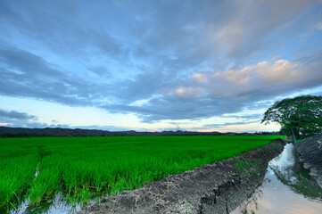 Fototapeta na wymiar Young rice field in Dominican Republic, beautiful clouds at sunset