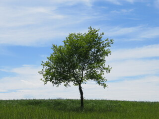 Fototapeta na wymiar Beau chêne au feuillage vert tendre isolé dans un champ un beau jour de printemps