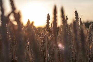 sunset on a wheat field © Антон Хаустов