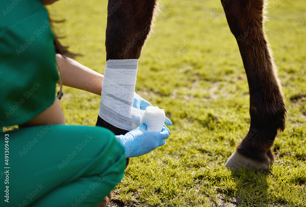 Sticker Helping animals was a photo of her soul. Shot of a unrecognizable veterinarian putting a bandage on a horse on a farm.