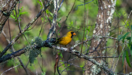 Rare yellow colored male northern cardinal - cardinalis cardinalis - a genetic mutation that...