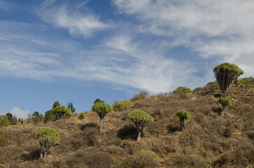 Fototapeta na wymiar Slope with Canary Islands dragon trees Dracaena draco and clouds. Buracas. Garafia. La Palma. Canary Islands. Spain.