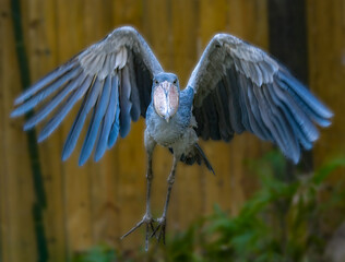 Shoebill aka Shoe billed stork - Balaeniceps rex - in flight flying towards camera