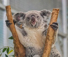 koala or koala bear - Phascolarctos cinereus - is an arboreal herbivorous marsupial native to Australia. Relaxed and smiling towards camera,  cute and adorable