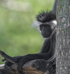 Black and white Angola colobus - Colobus angolensis - is a primate species of Old World monkey belonging to the genus Colobus. looking left from behind a tree