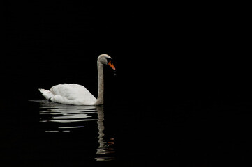 Swan dripping water off beak with black background
