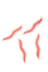 Halloween Decor Plastic Centipede Toys