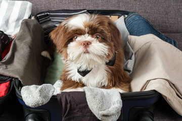 Shih tzu puppy with bow tie, on an open suitcase (top view).