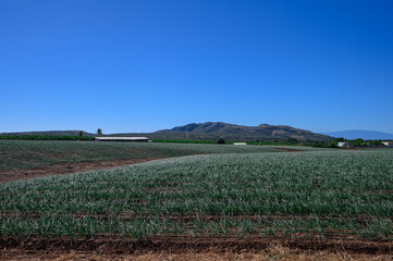 Onion plantation, onion field in the Dominican Republic on a sunny day