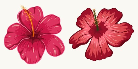 Colorful flowers tropical drawing hand isolated vector