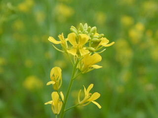 yellow flowers
