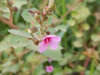 pink flower