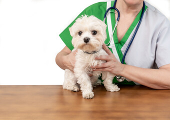 En el veterinario con mi perro Guss, Bichon Maltes blaco