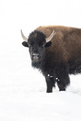 American Bison In Winter