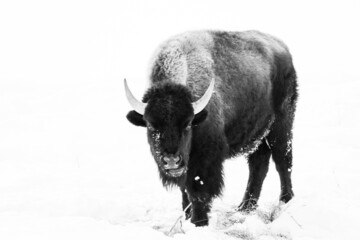 American Bison In Winter
