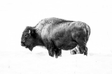 American Bison In Winter © MQphotos