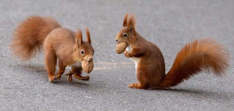 Eichh&ouml;rnchen