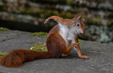 Eichhörnchen