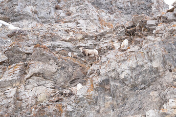 Big Horn Sheep on Rocky Mountain Side