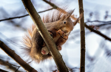 Eichhörnchen © PhotoArt