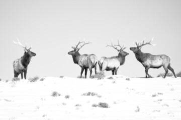 Rocky Mountain Elk Aginst a Snowy Background