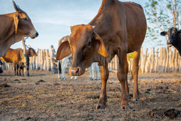 herd of cows in field