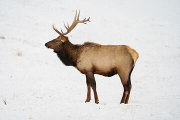 Naklejka na ściany i meble Rocky Mountain Elk Aginst a Snowy Background