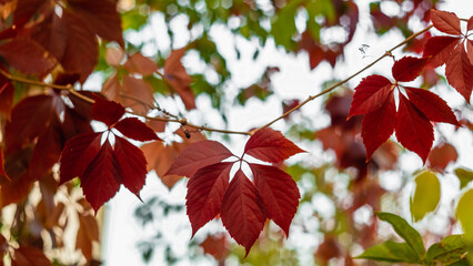 Bright red leaves of maiden grapes on a blurred background.