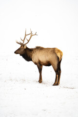 Rocky Mountain Elk Aginst a Snowy Background