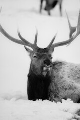 Rocky Mountain Elk Aginst a Snowy Background