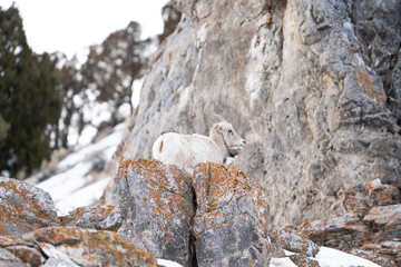 Big Horn Sheep on Rocky Mountain Side